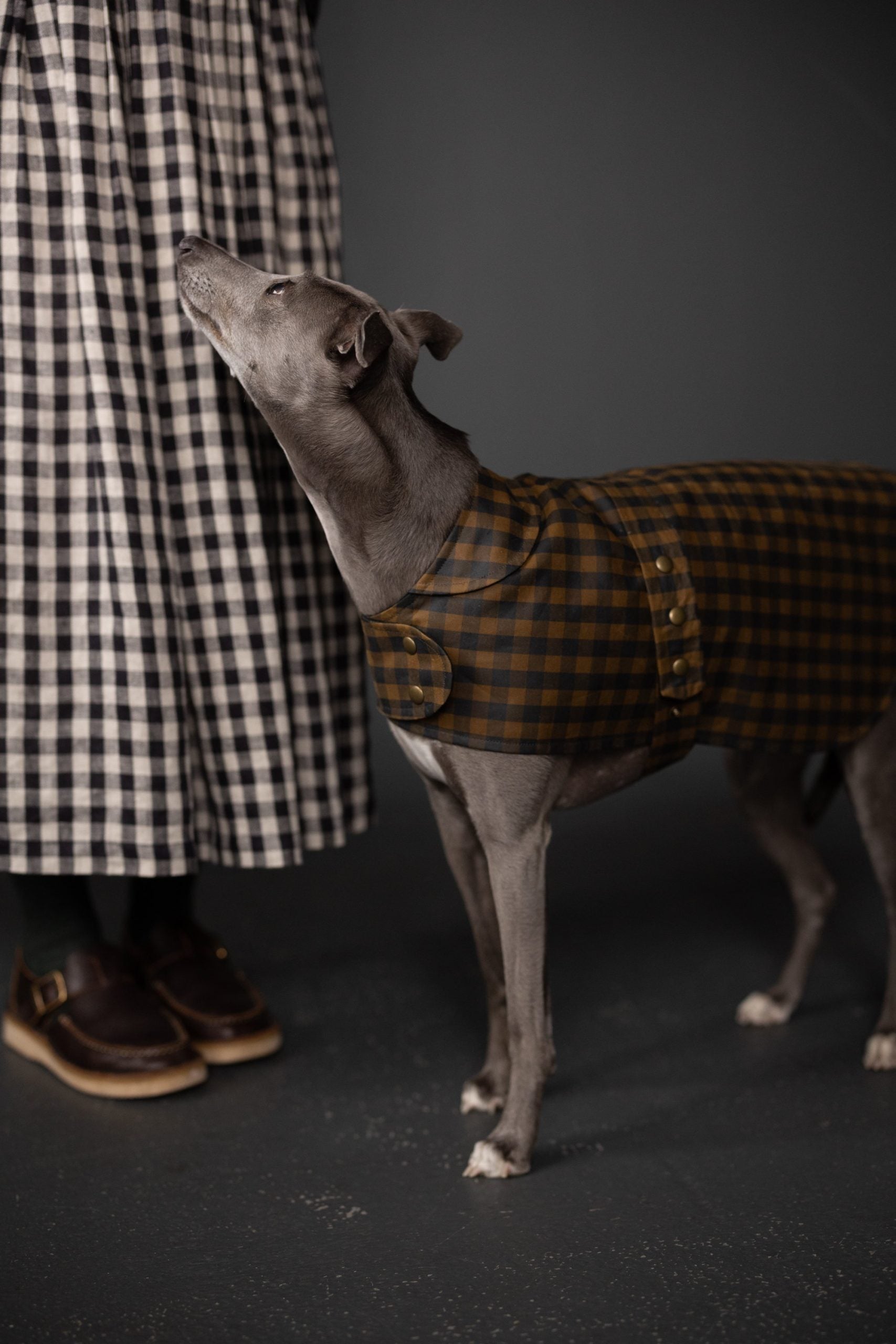 Dog wearing The Barka Dog Coat sewing pattern from Merchant & Mills on The Fold Line. A dog coat pattern made in oilskin, dry oilskin, mid-heavy cotton canvas, twill/drill, mid weight denim or corduroy fabrics, featuring a chest closure with metal snaps,