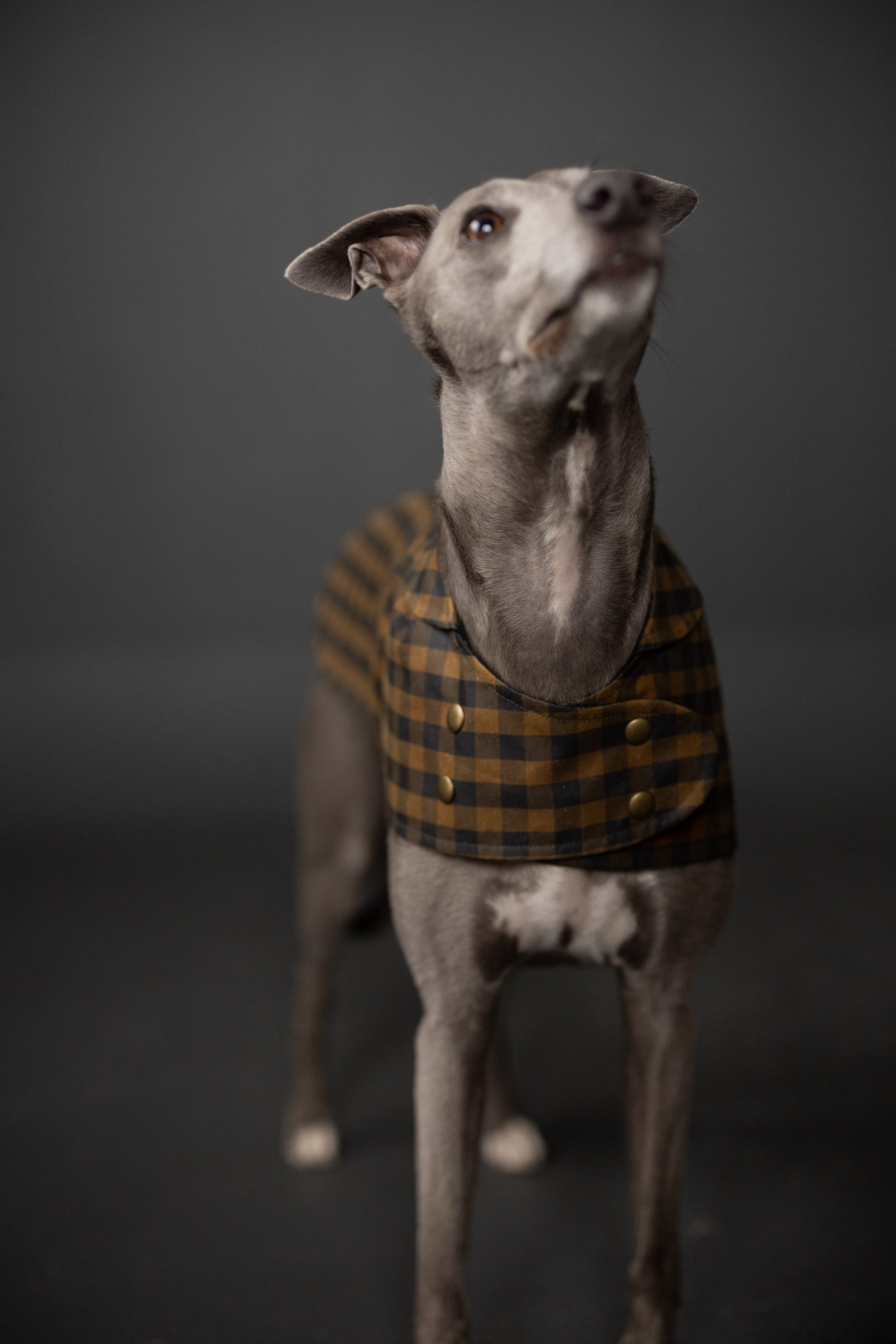 Merchant & Mills Barka Dog Coat