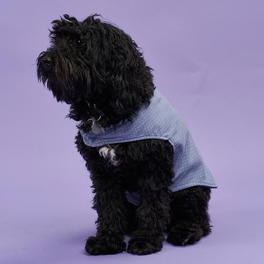 Dog wearing the Poppy Dog Coat sewing pattern from Poppy & Jazz on The Fold Line. A dog coat pattern made in cotton, corduroy, wool/wool blend, tweed or waterproof fabrics, featuring a reversible style and Velcro straps under the chest and around the neck