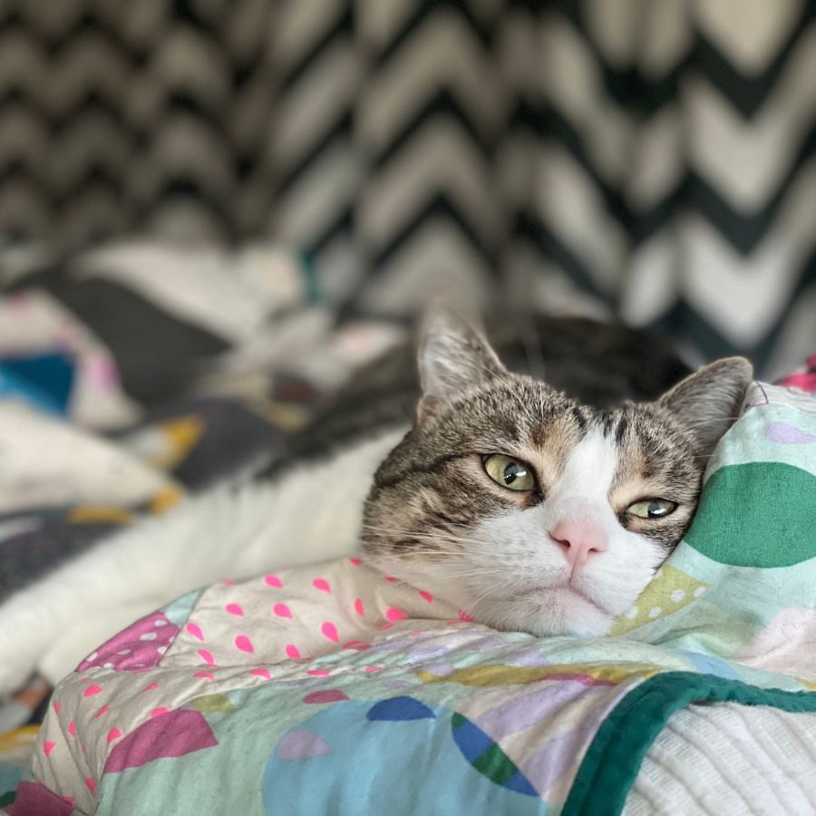 Quiltfolk Cats