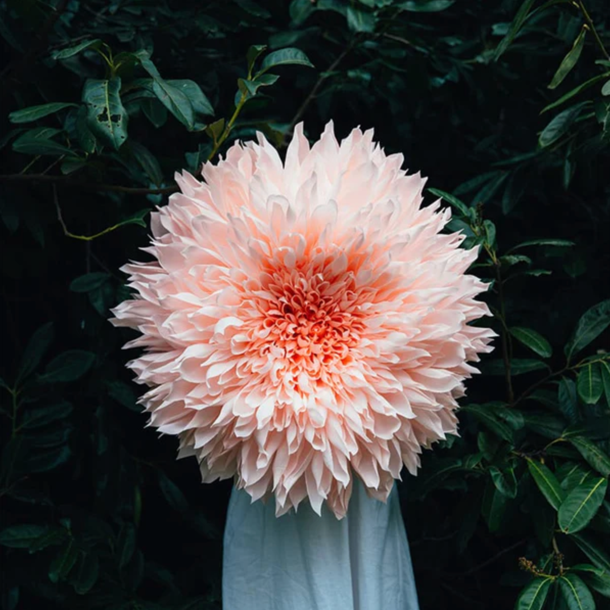 Selvedge Magazine: Issue 130 Flower