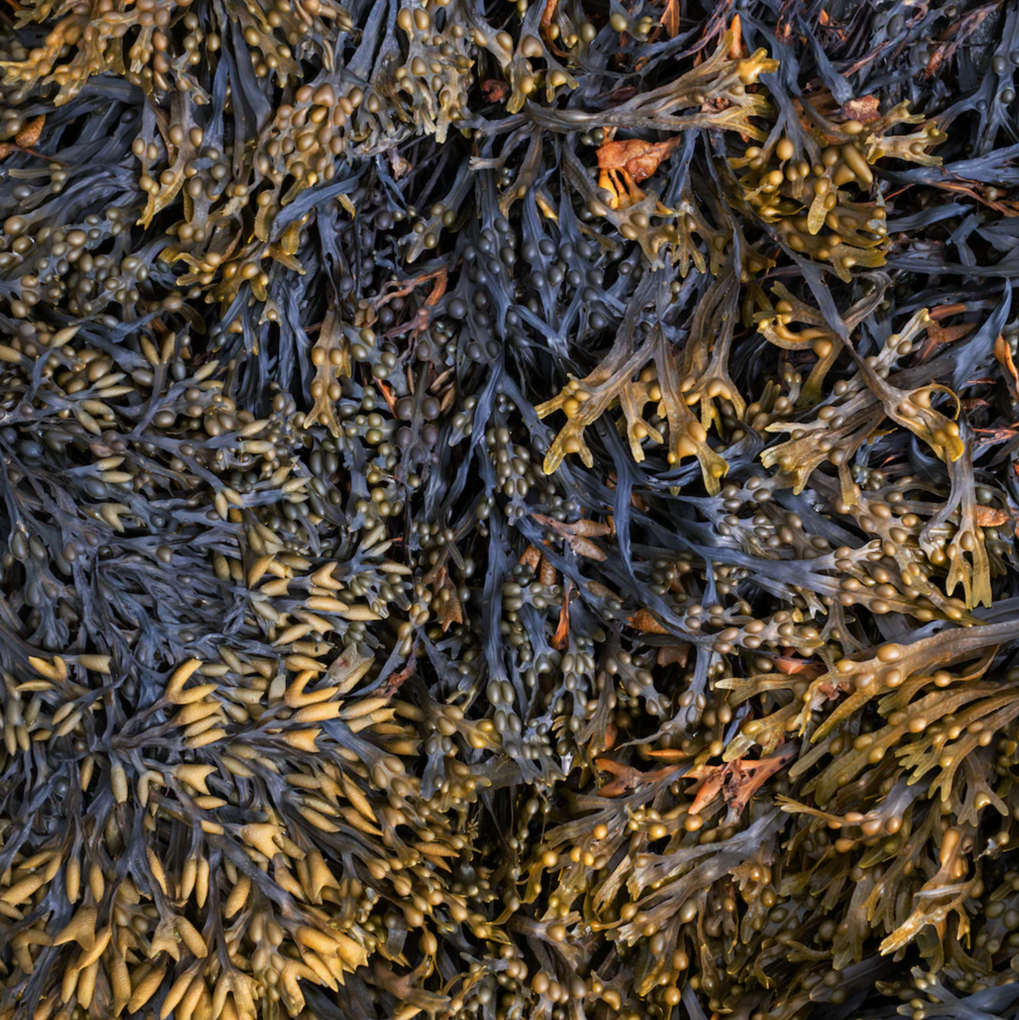 Selvedge Magazine: Issue 131 Flow