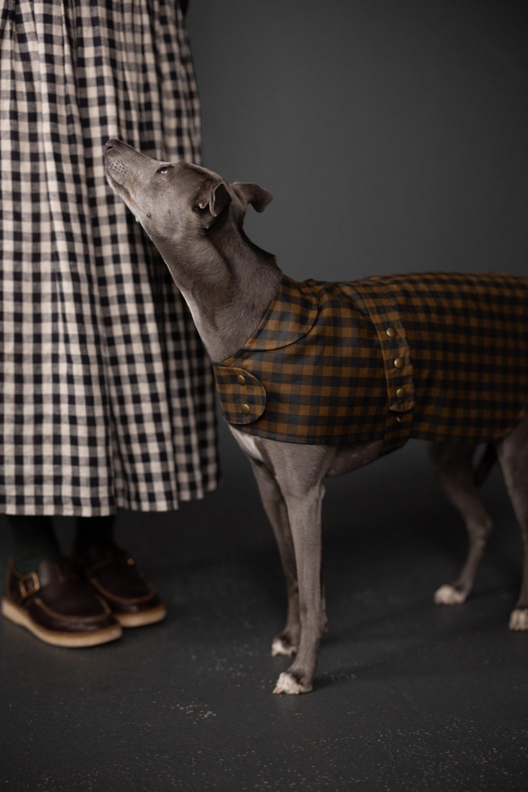 Dog wearing The Barka Dog Coat sewing pattern from Merchant & Mills on The Fold Line. A dog coat pattern made in oilskin, dry oilskin, mid-heavy cotton canvas, twill/drill, mid weight denim or corduroy fabrics, featuring a chest closure with metal snaps, full back coverage, under belly strap and metal snap closure and fully lined or padded.